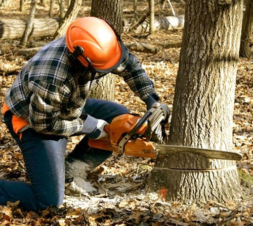 Tree Removal in Manitou, OK